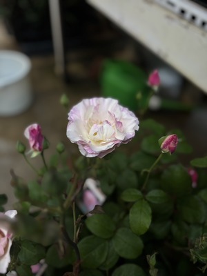 S__40189987_0