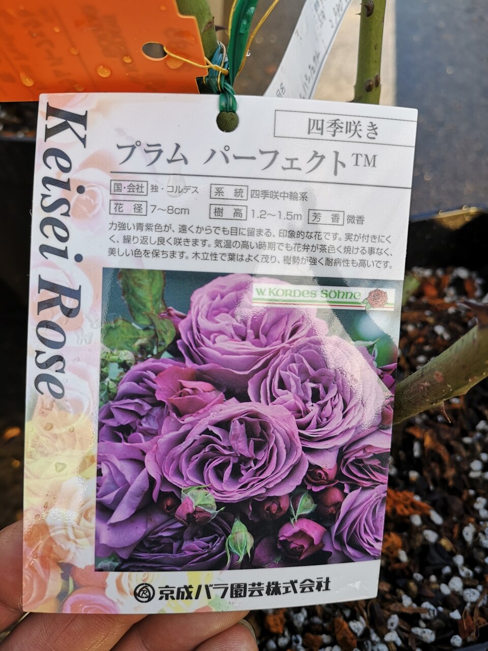 オススメバラのご紹介 京成バラ編 大洋グリーンブログ