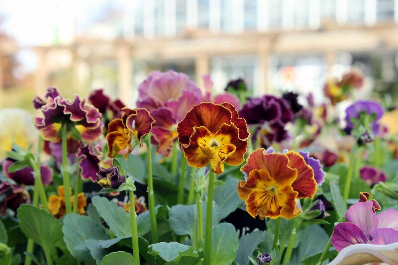 パンジー ビオラまつり 大洋グリーンブログ