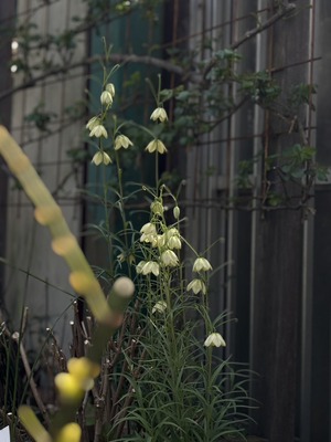 S__39419945_0
