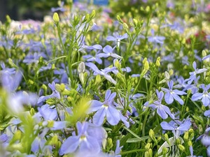 S__40943666_0