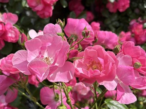 S__40575029_0