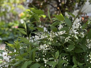 S__40124488_0