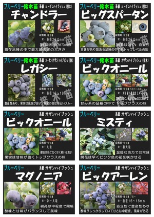 ブルーベリー一覧2025_page-0001