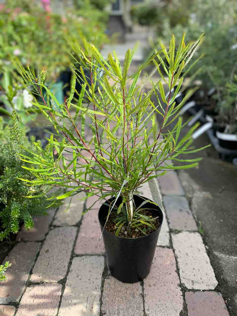 バンクシア　スワンプ　ロブル　ロブール ロブール バンクシア の特徴と育て方 | 苗木部の部室 〜苗木