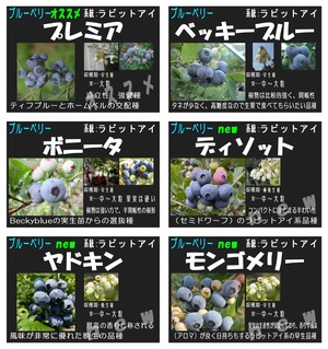ブルーベリー一覧2026_page-0004 - コピー