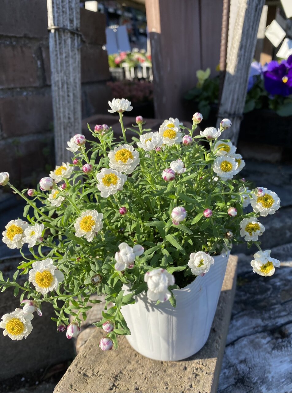 ルピナス ピクシー 花かんざし べビーティアーズ ヘリクリサム ライムミニ マーガレット スパニッシュモス 大洋グリーンブログ