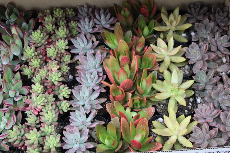 多肉植物はチョコチョコ入荷してます イペーのピンク花 初入荷 大洋グリーンブログ