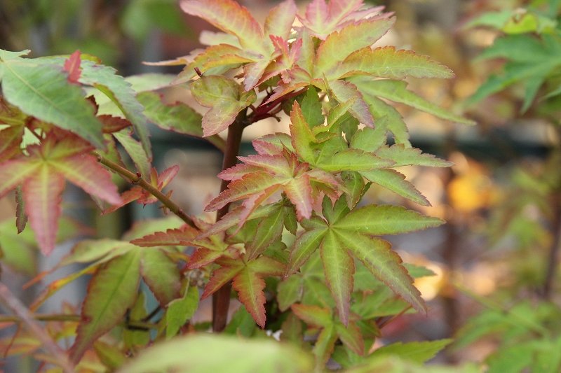 夏もみじの芽吹き と 多肉ワールド 大洋グリーンブログ 夏もみじの芽吹き と 多肉ワールド 大洋グリーンブログ
