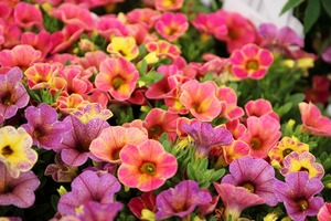 IMG_8740