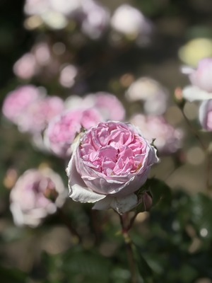 S__40738859_0