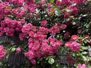 S__99287056_0
