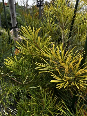 S__61874184_0