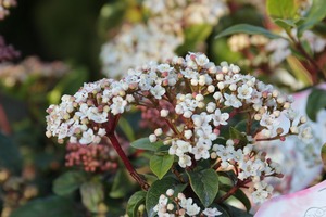 IMG_4813