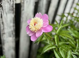 S__64774156_0