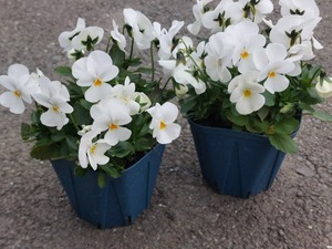 LINE_ALBUM_20241225_241225_6
