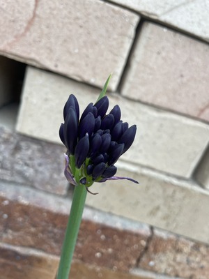 S__63725574_0
