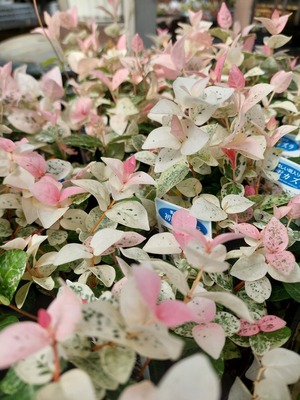 LINE_ALBUM_2024109_241009_4