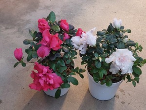 LINE_ALBUM_20241225_241225_17