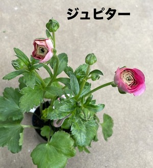 LINE_ALBUM_ラナンキュラス　ラックス_250205_7