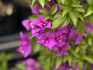 S__40575025_0