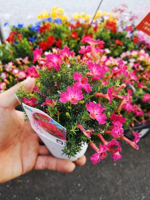IMG_20191008_170626