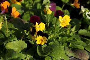IMG_1073