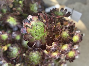 S__41033755_0