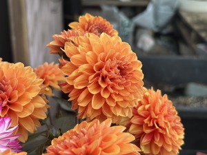 S__40943656_0