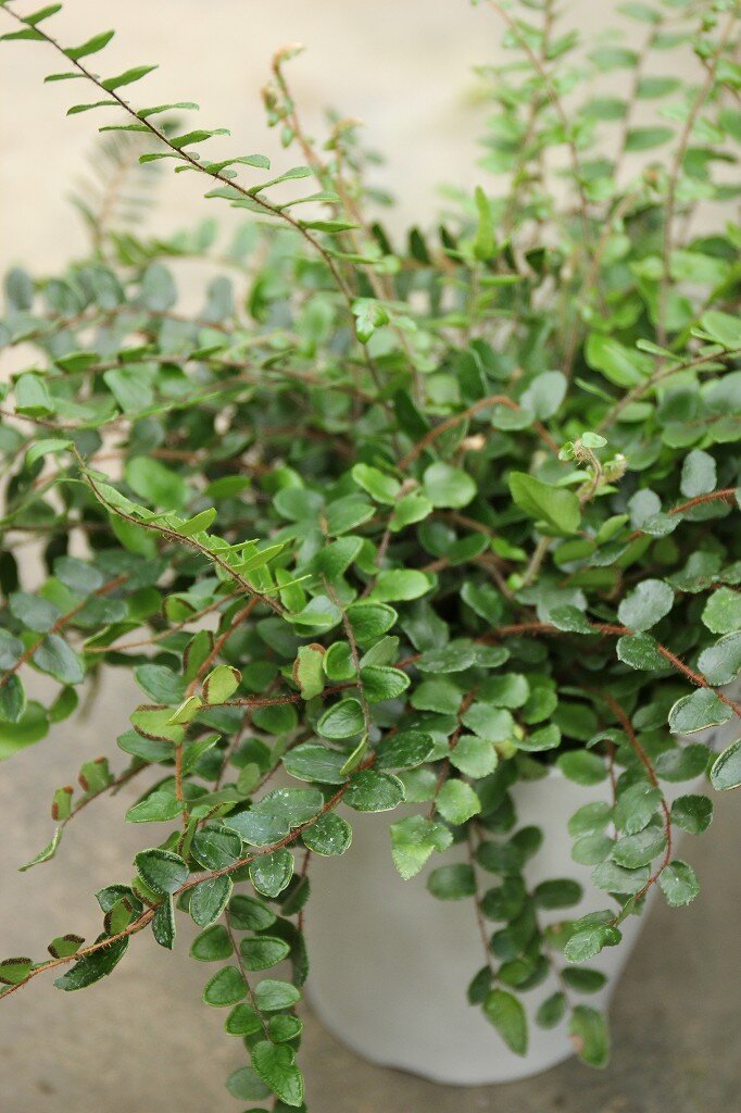 涼し気なお手頃サイズの観葉植物はいかがでしょう 大洋グリーンブログ