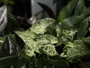 S__40419425_0