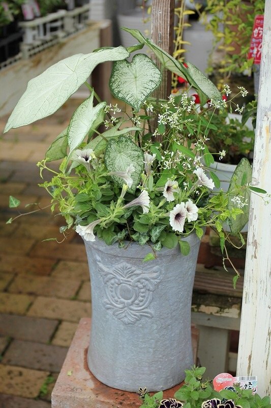 カラジュームの寄せ植え 夏にぴったり 大洋グリーンブログ カラジュームの寄せ植え 夏にぴったり 大洋グリーンブログ