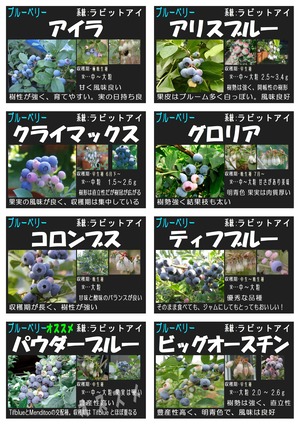 ブルーベリー一覧2026_page-0002