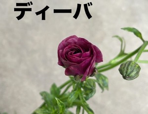 LINE_ALBUM_ラナンキュラス　ラックス_250205_8