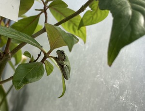 S__43786244