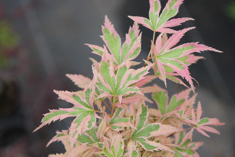 春のもみじまつり＼(^o^)／斑入りタイプ編 : 大洋グリーンブログ
