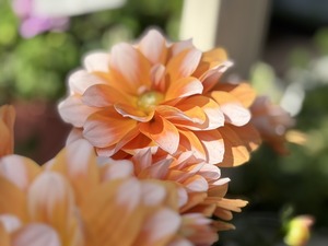 S__40656924_0