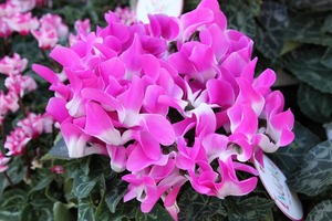 IMG_1791