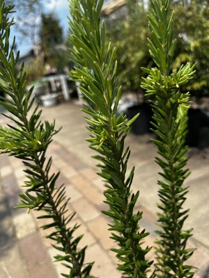S__74432516_0