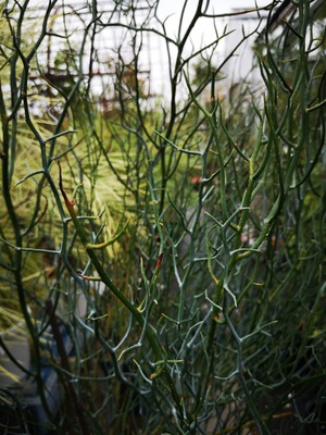 IMG_20200629_143811