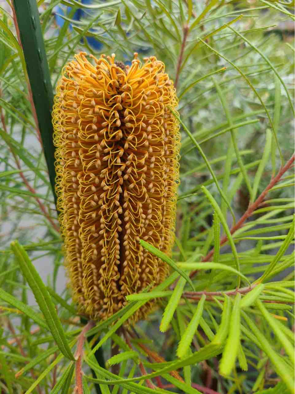 バンクシア　ヘアピン　ロブル　お得セット！ バンクシア ヘアピン ロブル お得セット！ バンクシア ヘアピン