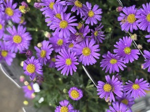 S__40189996_0