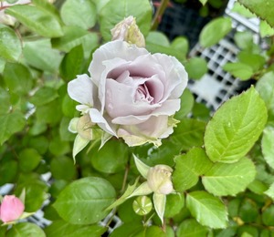 S__74342441_0