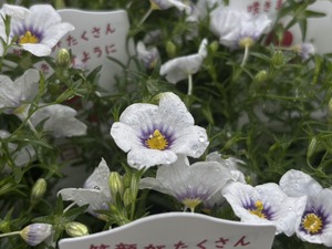 S__41033740_0