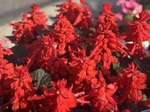 S__41033737_0