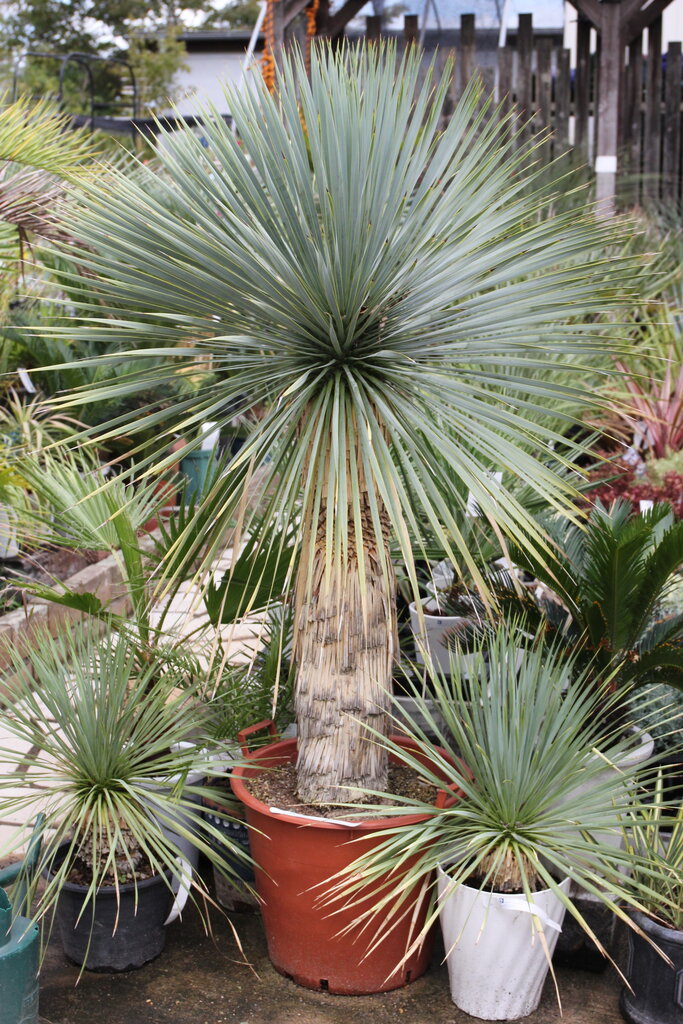 【Yucca rostrata】✳️ユッカロストラータ 綺麗な樹形✳️