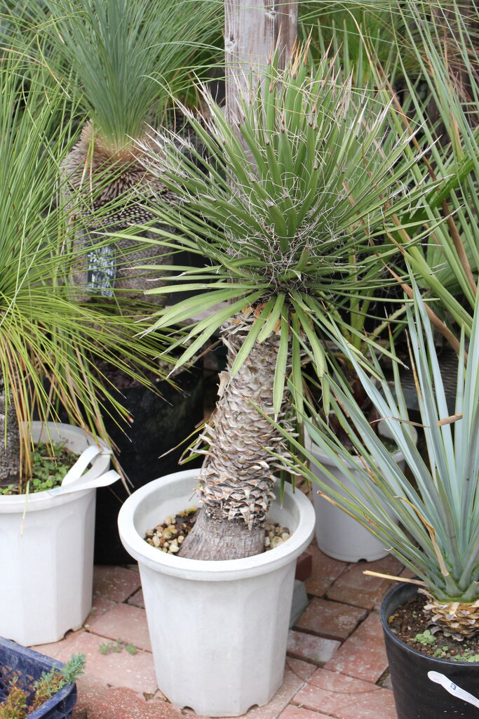 【Yucca rostrata】✳️ユッカロストラータ 綺麗な樹形✳️