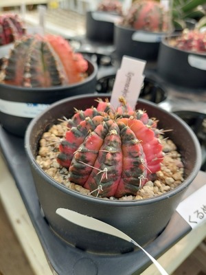 LINE_ALBUM_2024917_240917_11