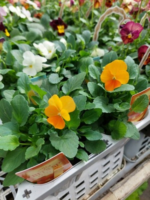 LINE_ALBUM_20241023_241023_11