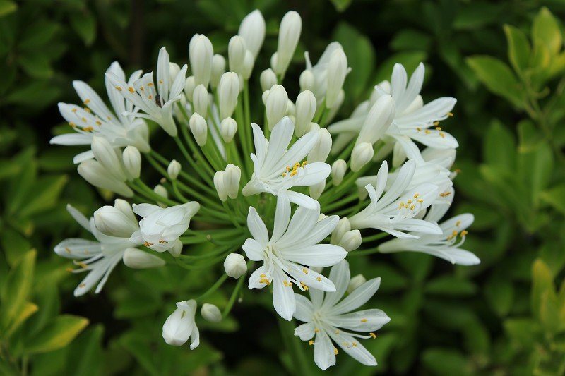 アガパンサスの開花と寄せ植えたち 大洋グリーンブログ アガパンサスの開花と寄せ植えたち 大洋グリーンブログ